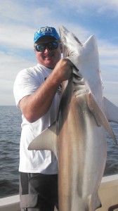 blacktip