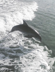 dolphin show