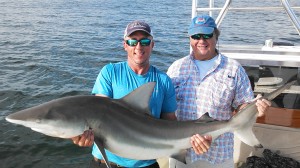 large blacktip