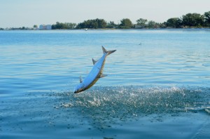 tarpon-jump1.jpg