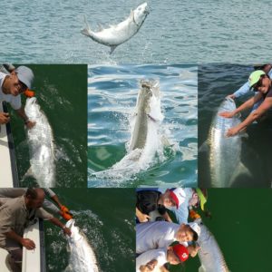 tarpon layout3